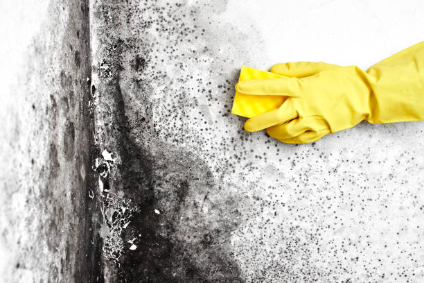 Best Mold Testing  in Monroe, IA