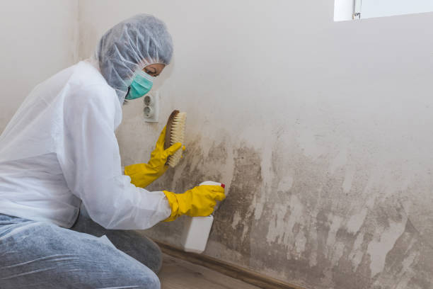 Best Mold Remediation  in Monroe, IA