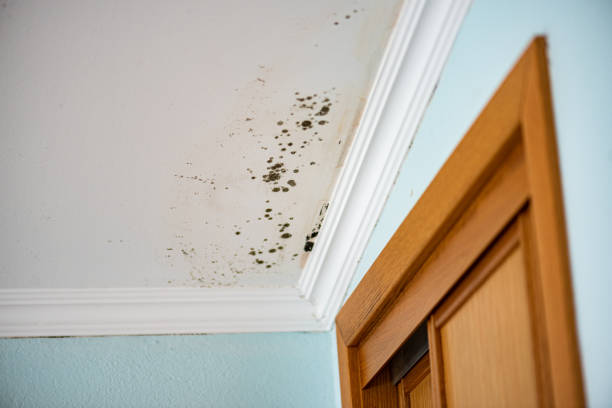 Best Mold Testing  in Monroe, IA