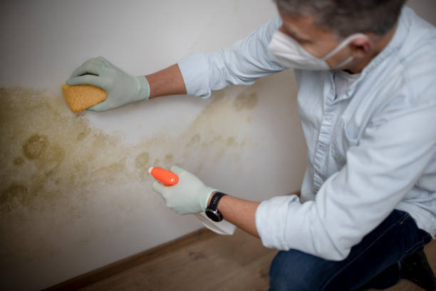 Best Black Mold Removal  in Monroe, IA