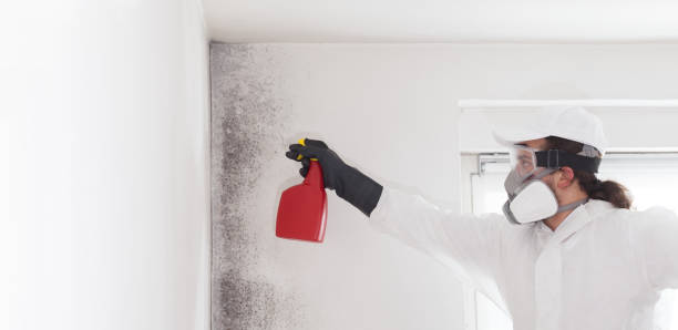 Best Commercial Mold Removal  in Monroe, IA