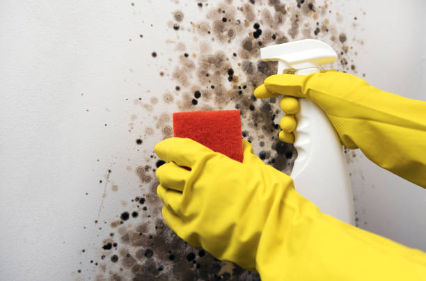 Best Toxic Mold Removal  in Monroe, IA