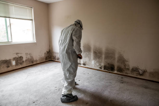 Best Affordable Mold Removal  in Monroe, IA