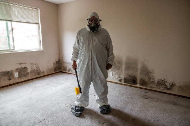 Best Mold Damage Repair  in Monroe, IA