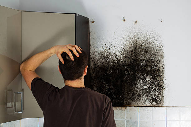 Professional Mold Removal in Monroe, IA
